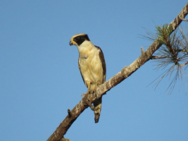 Laughing Falcon