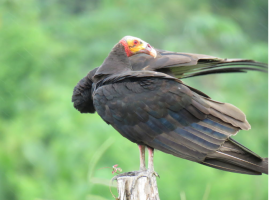 Lesser Yellow-headed Vulture