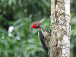 Lineated Woodpecker