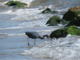 Little Blue Heron