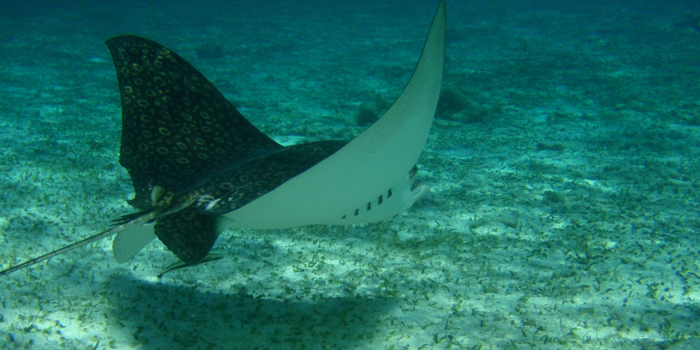 Fun Facts on the Marine Creatures of Belize