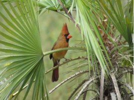 Northern Cardinal