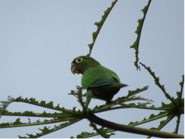 Olive-throated Parakeet