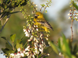 Orchard Oriole