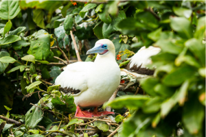 Red-footed booby