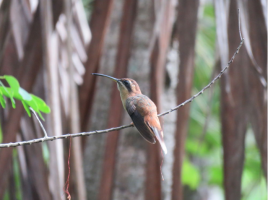 Stripe-throated Hermit