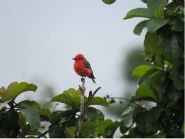 Vermilion Flycatcher