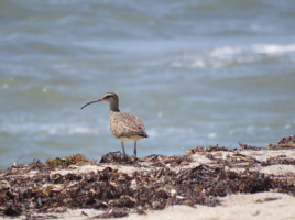 Whimbrel