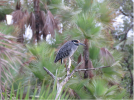 Yellow-crowned Night Heron