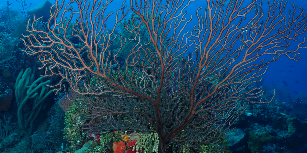 21 Marine Creatures of Belize to Look for on the Reef