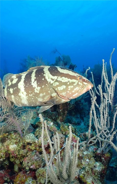 Scuba Diving