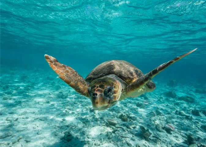 Scuba Diving