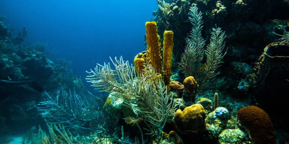 Exploring the Belize Barrier Reef: Your Ultimate Guide