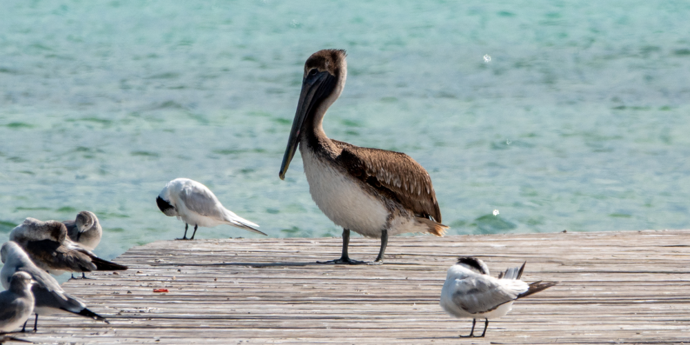 Birding in San Pedro, Belize: Complete Island Guide for Bird Watchers