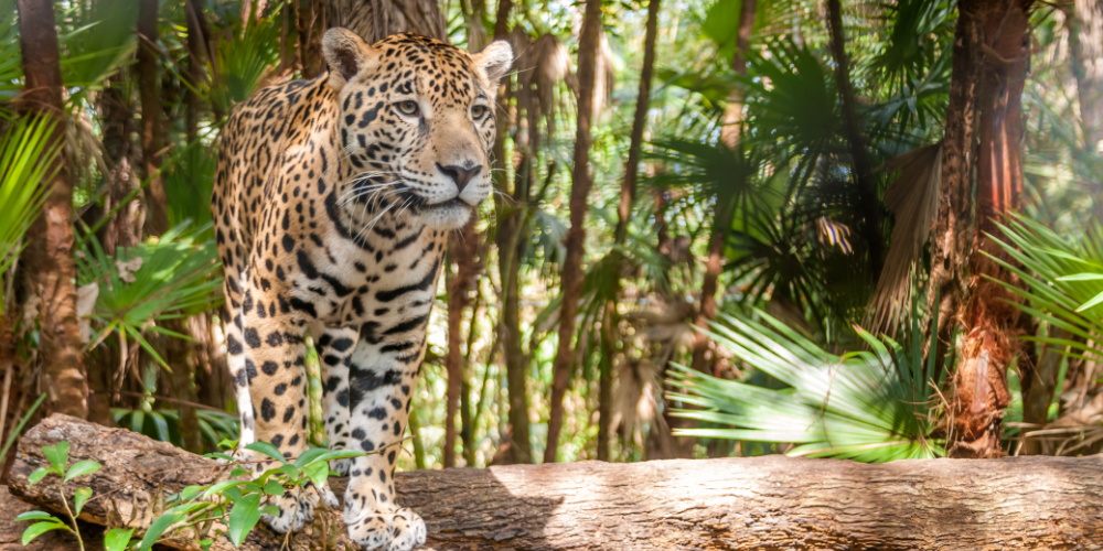 The Belize Zoo: Your Complete Guide to Central America’s Most Beloved Wildlife Sanctuary