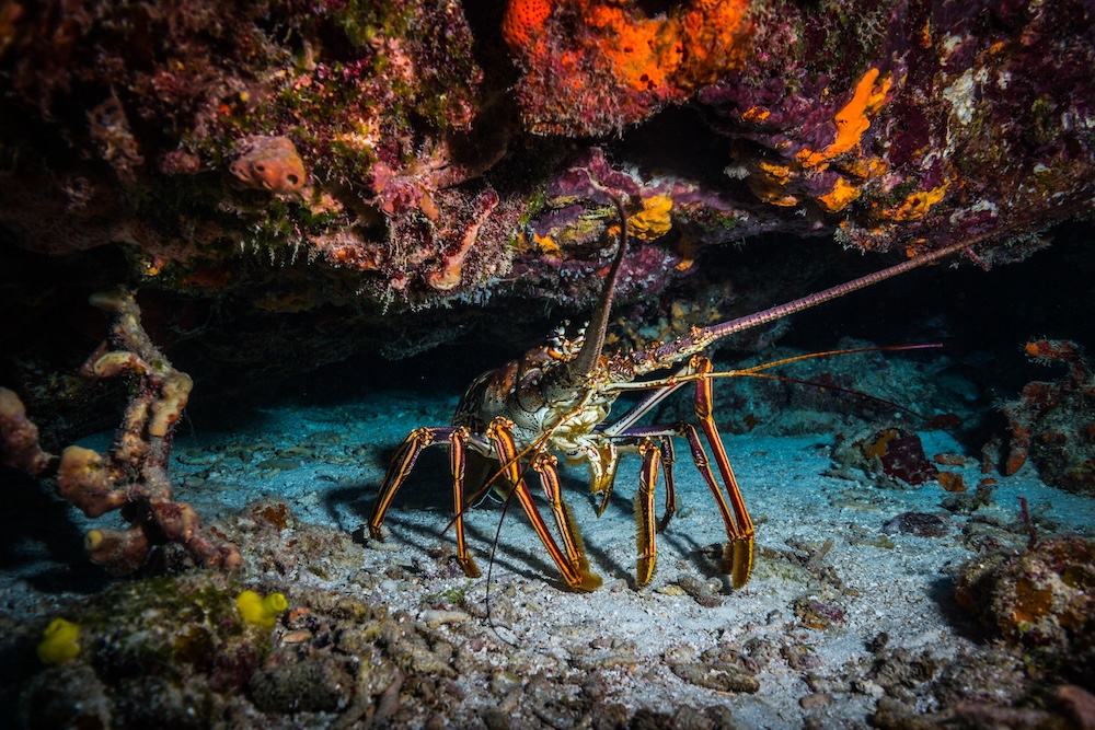 Spiny Lobster in coral crevice