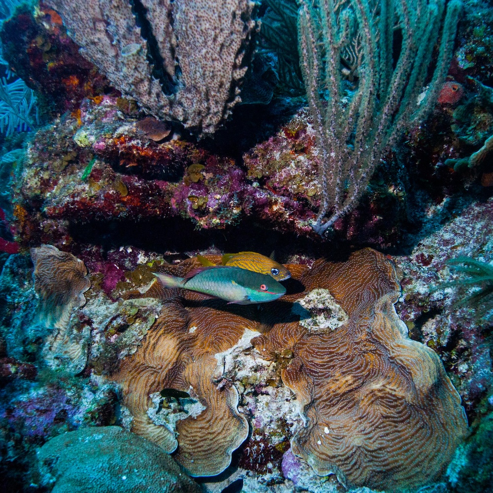 Tropical fish on the Belize reef