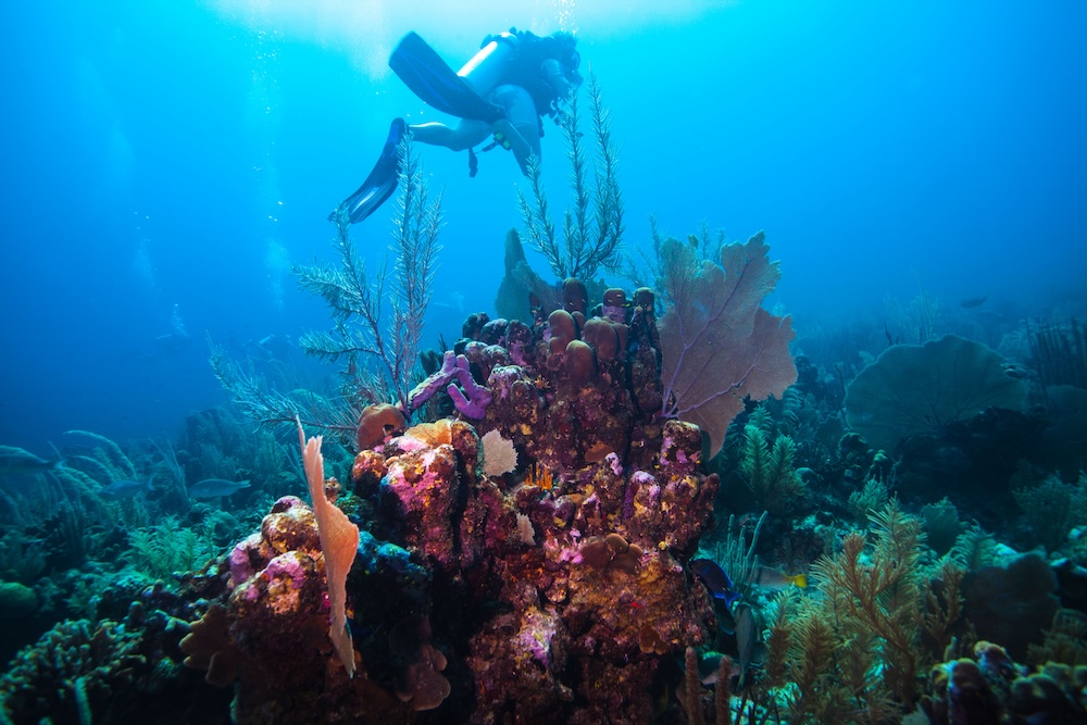 Scuba diver exploring coral formations