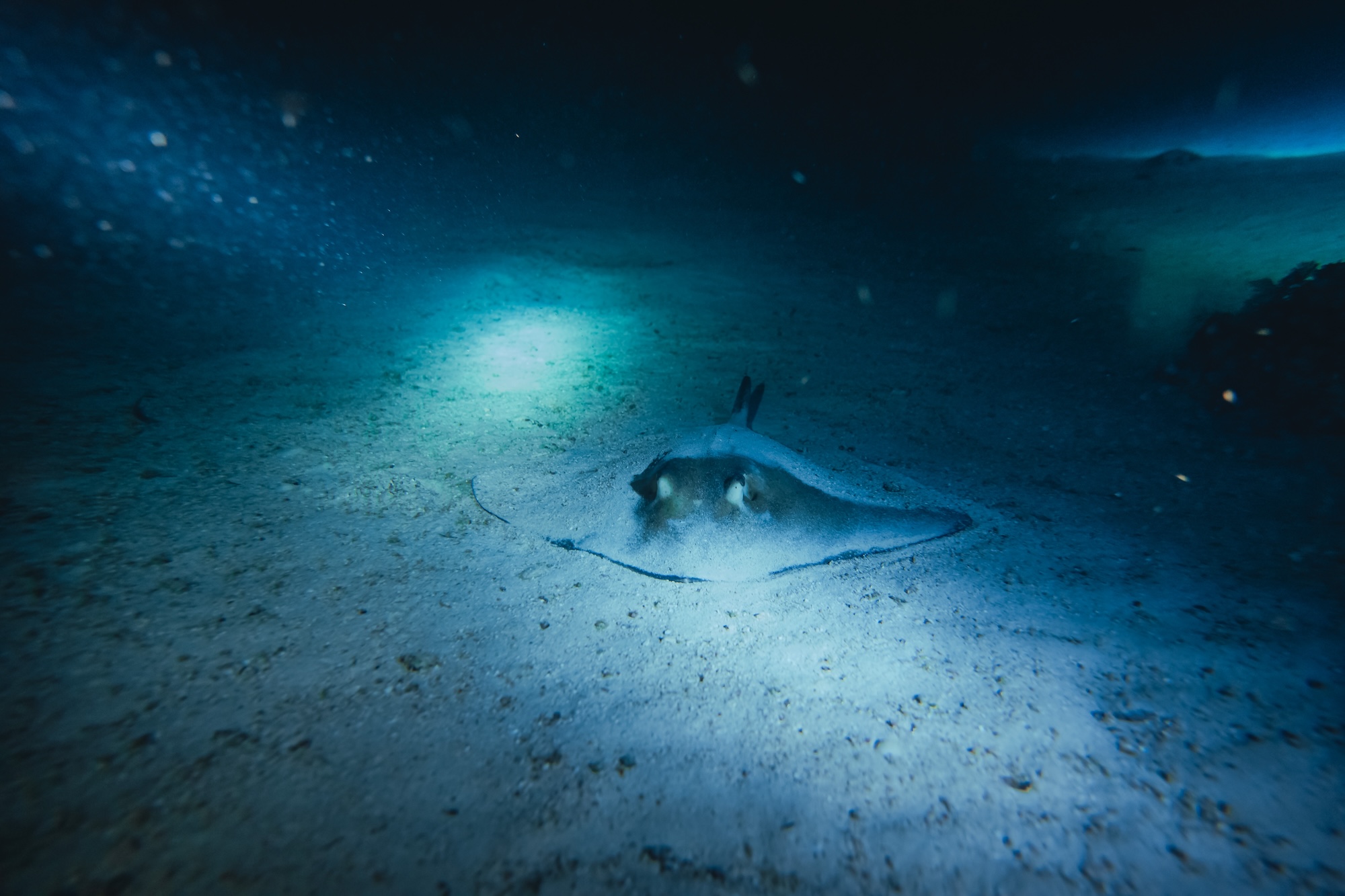 Night diving scene with diver torch illuminating reef