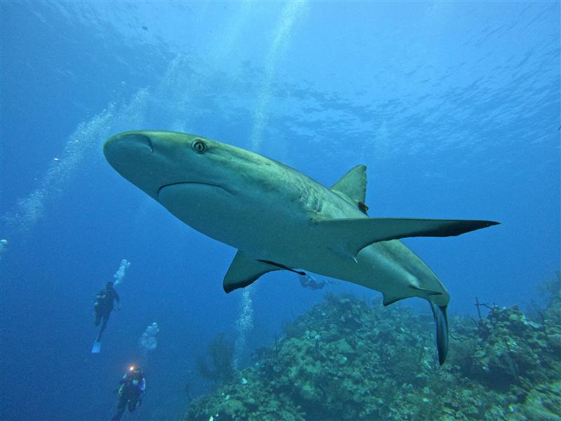 Scuba diver swimming alongside a shark on the Belize reef