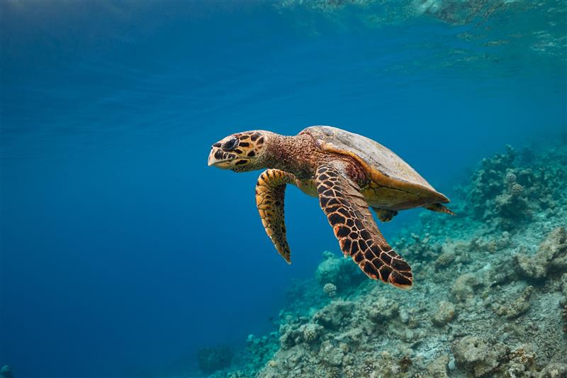 Hawksbill Sea Turtle swimming near reef