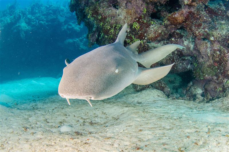 Nurse Shark resting on sandy bottom