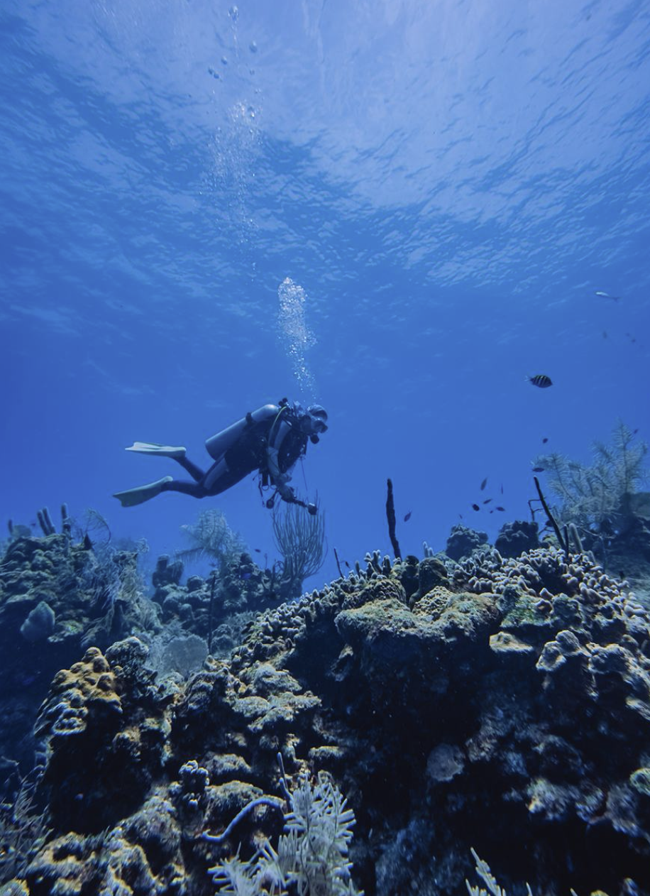 Scuba diver exploring the reef