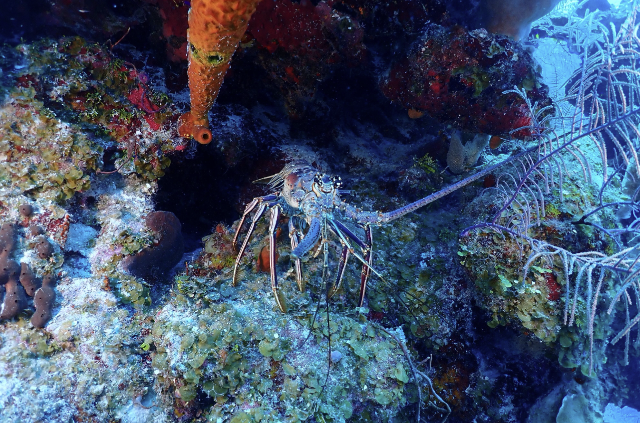 Certified diver exploring Belize reef