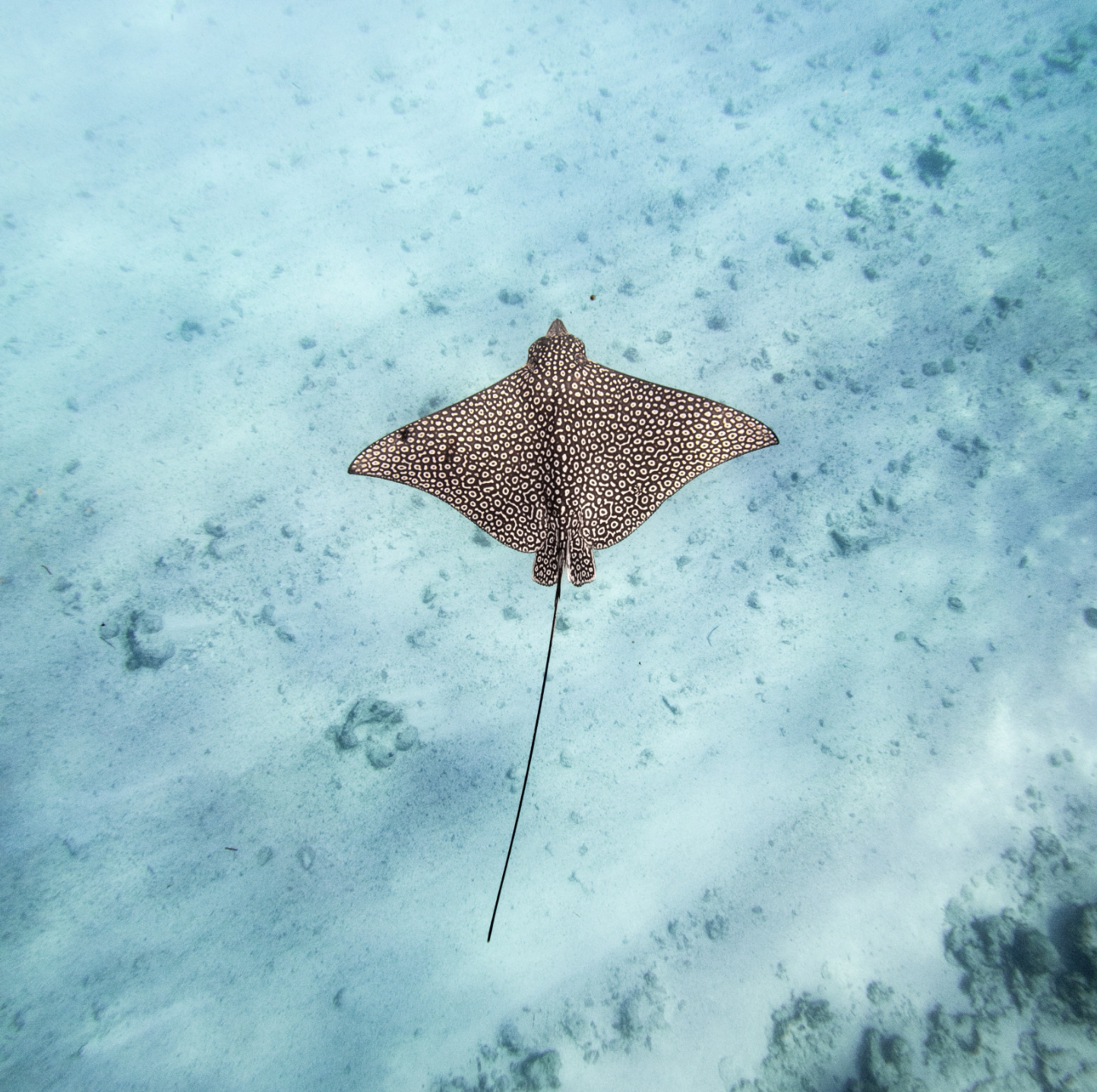 Spotted Eagle Ray swimming in open water