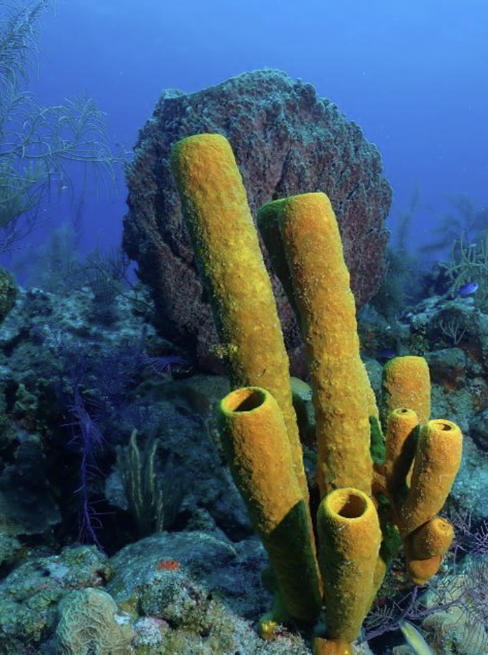 Turneffe Atoll underwater sponges