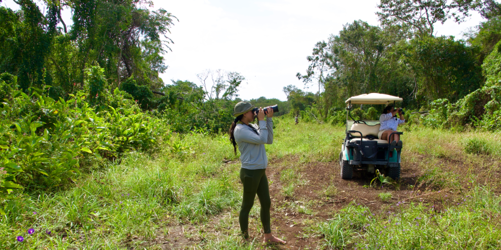 Birding on North Ambergris Caye: A Full-Day Tour with a Local Guide