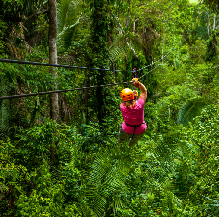 Soar Above the Rain forest