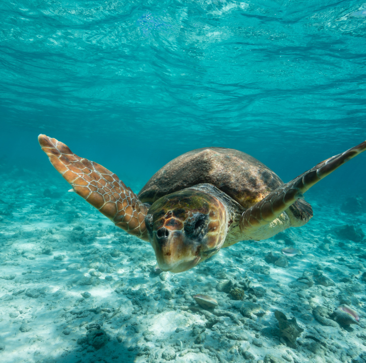 Snorkel Belize Barrier Reef