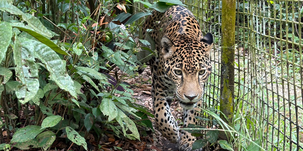 Mainland Tours in Belize: Best Day Trips from Ambergris Caye