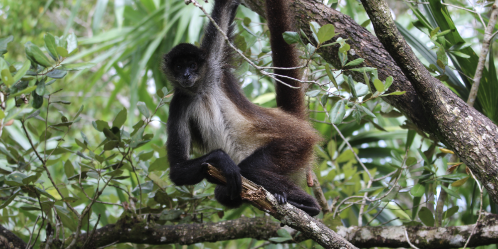 Belize Wildlife Guide: Animals and Where to See Them